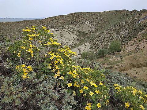 Rosa hemishpaerica Turley, Anatolian steppes near Ankaa Geotagged,Rosa hemishpaerica,Rosa hemisphaerica,Spring,Turkey