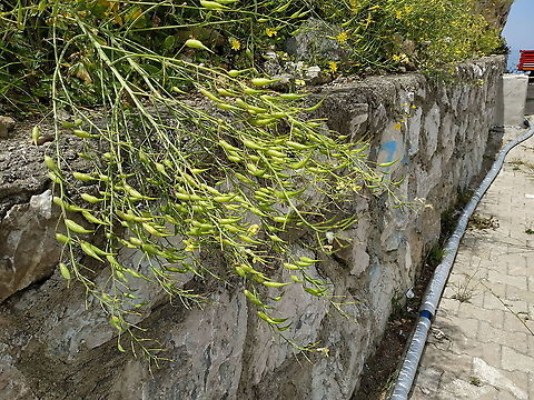 Raphanus raphanistrum  Geotagged,Jointed charlock,Raphanus raphanistrum,Spring,Turkey