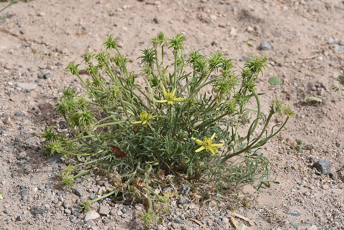 Ranunculus isthmicus Turkey, Cappadocia, Red Canyon Geotagged,Ranunculus isthmicus,Spring,Turkey
