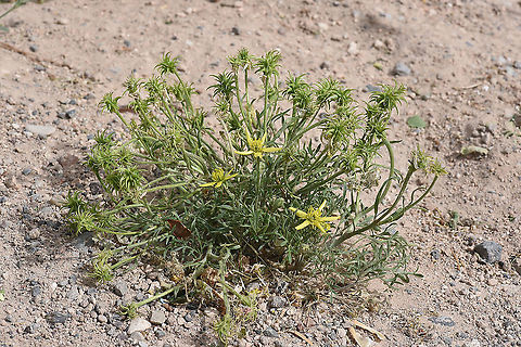 Ranunculus isthmicus Turkey, Cappadocia, Red Canyon Geotagged,Ranunculus isthmicus,Spring,Turkey