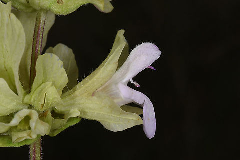 Salvia absconditiflora Turley, Anatolian steppes near Ankaa Geotagged,Salvia absconditiflora,Spring,Turkey