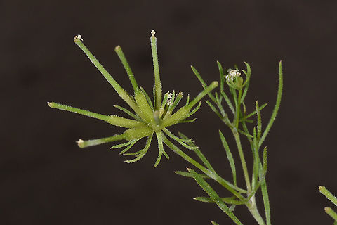 Scandix stellata Turkey. Cappadocia, Uchisar Geotagged,Scandix stellata,Spring,Turkey