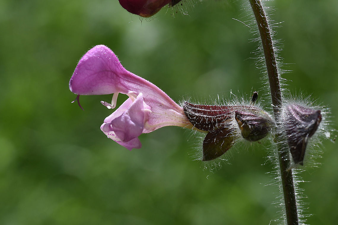 Salvia recognita C Turkey, Cappadocia Geotagged,Salvia recognita,Spring,Turkey