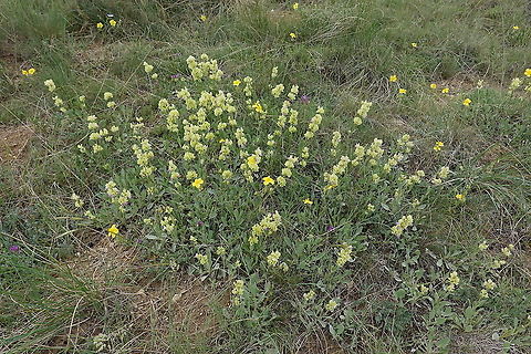 Salvia absconditiflora Turley, Anatolian steppes near Ankaa Geotagged,Salvia absconditiflora,Spring,Turkey