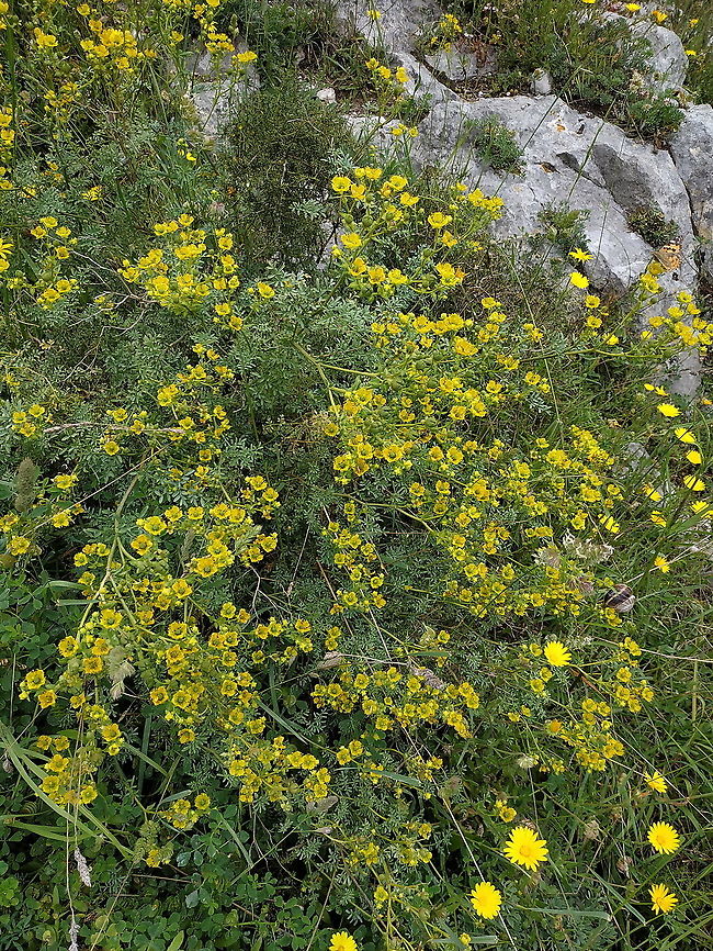 Ruta chalepensis  Fringed Rue,Geotagged,Ruta chalepensis,Spring,Turkey