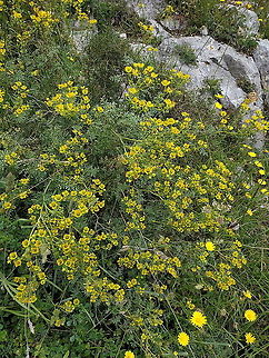 Ruta chalepensis  Fringed Rue,Geotagged,Ruta chalepensis,Spring,Turkey