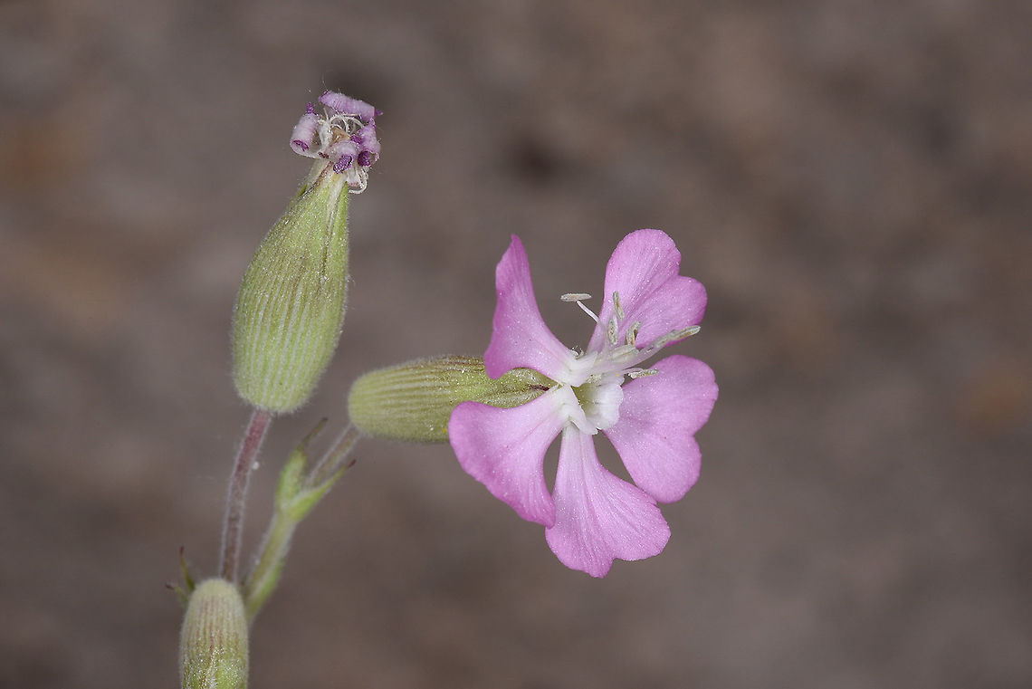 Silene subconica Turkey. Cappadocia, Uchisar Geotagged,Silene subconica,Spring,Turkey