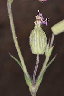 Silene subconica Turkey. Cappadocia, Uchisar Geotagged,Silene subconica,Spring,Turkey