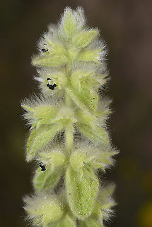 Sideritis lanata Turley, Ca[[adpcoa, Red Canyon Geotagged,Sideritis lanata,Spring
