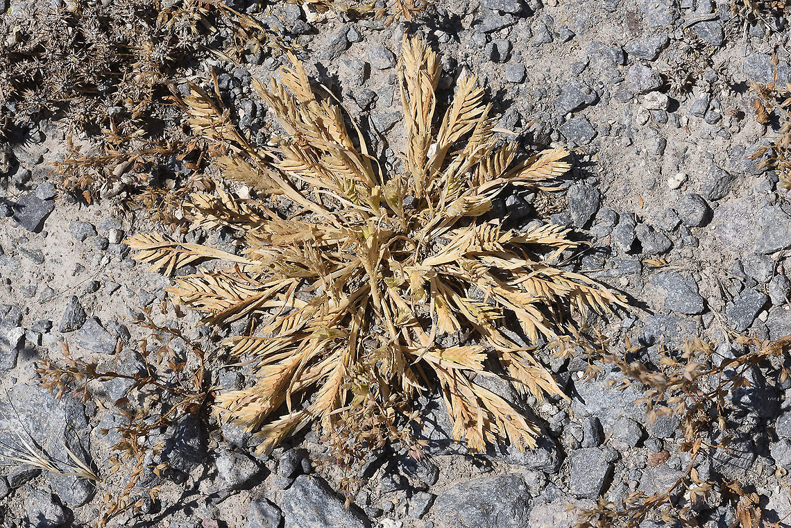Sclerochloa dura Turkey, near Kayseri Geotagged,Hardgrass,Sclerochloa dura,Spring,Turkey