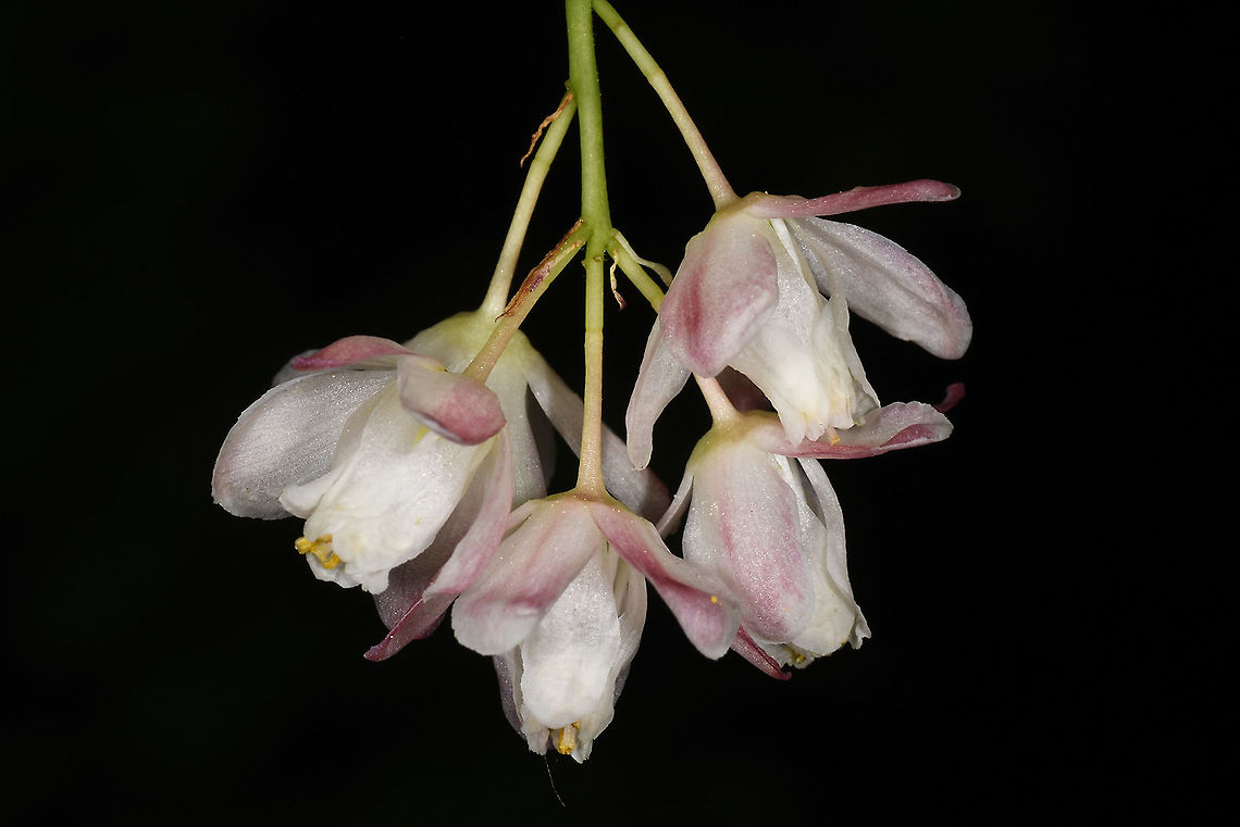 Staphylea pinnata  Geotagged,Spring,Staphylea pinnata,Turkey