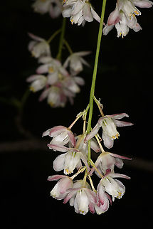 Staphylea pinnata  Geotagged,Spring,Staphylea pinnata,Turkey