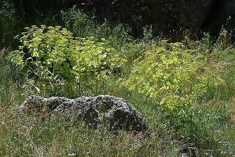 Smyrnium cordifolium C Turkey, Cappadocia Geotagged,Smyrnium cordifolium,Spring,Turkey