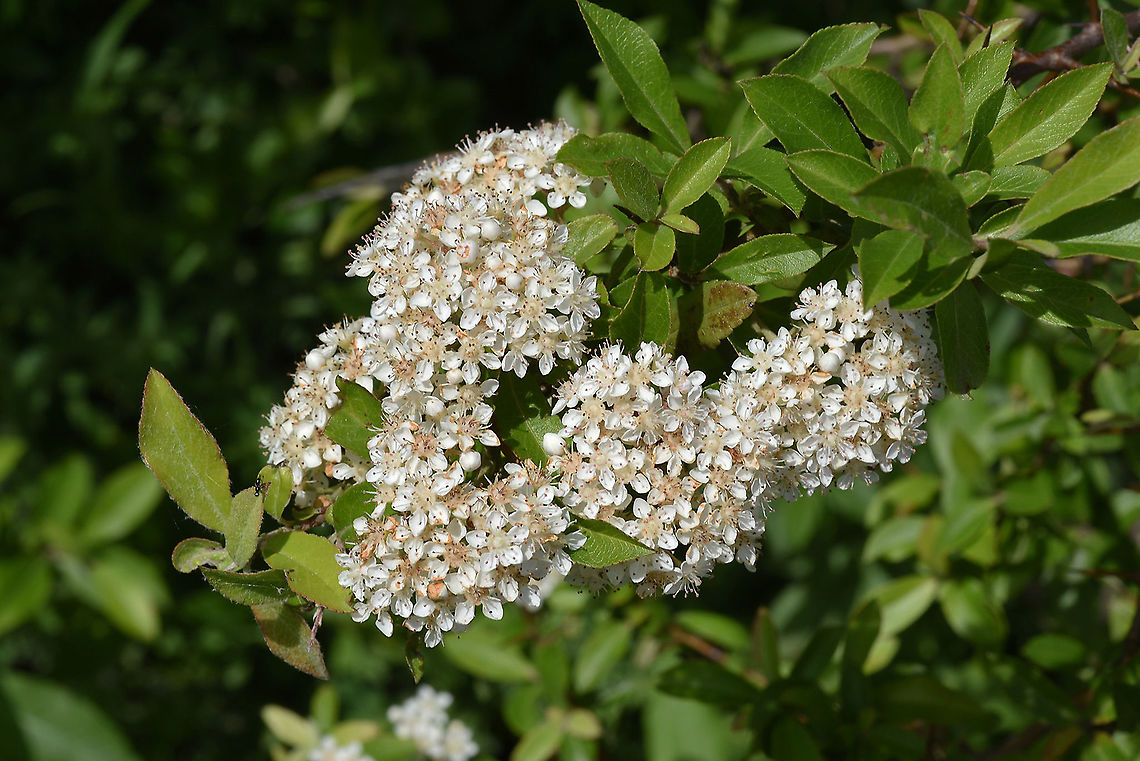 Spiraea crenata  Geotagged,Spiraea crenata,Spring,Turkey