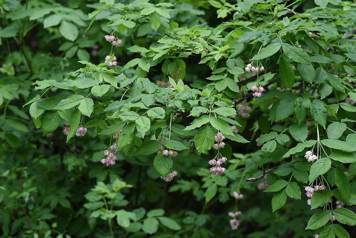 Staphylea pinnata  Geotagged,Spring,Staphylea pinnata,Turkey