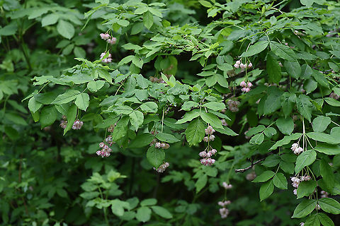 Staphylea pinnata  Geotagged,Spring,Staphylea pinnata,Turkey