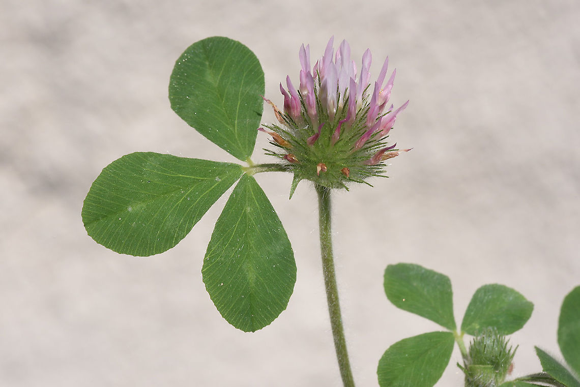 Trifolium hirtum C Turkey, Cappadocia Geotagged,Rose Clover,Spring,Trifolium hirtum,Turkey