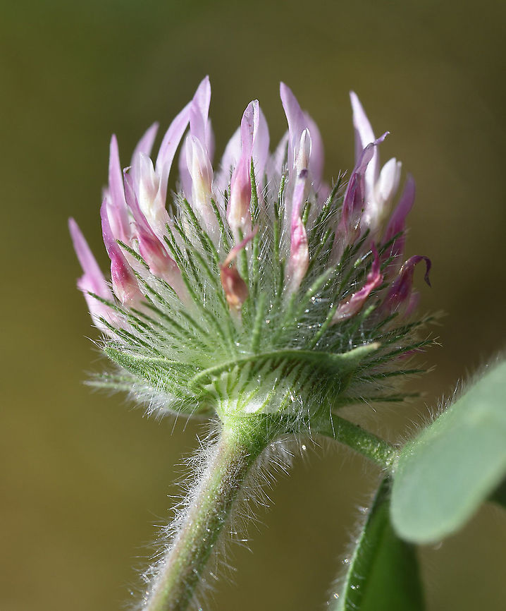 Trifolium hirtum C Turkey, Cappadocia Geotagged,Rose Clover,Spring,Trifolium hirtum,Turkey