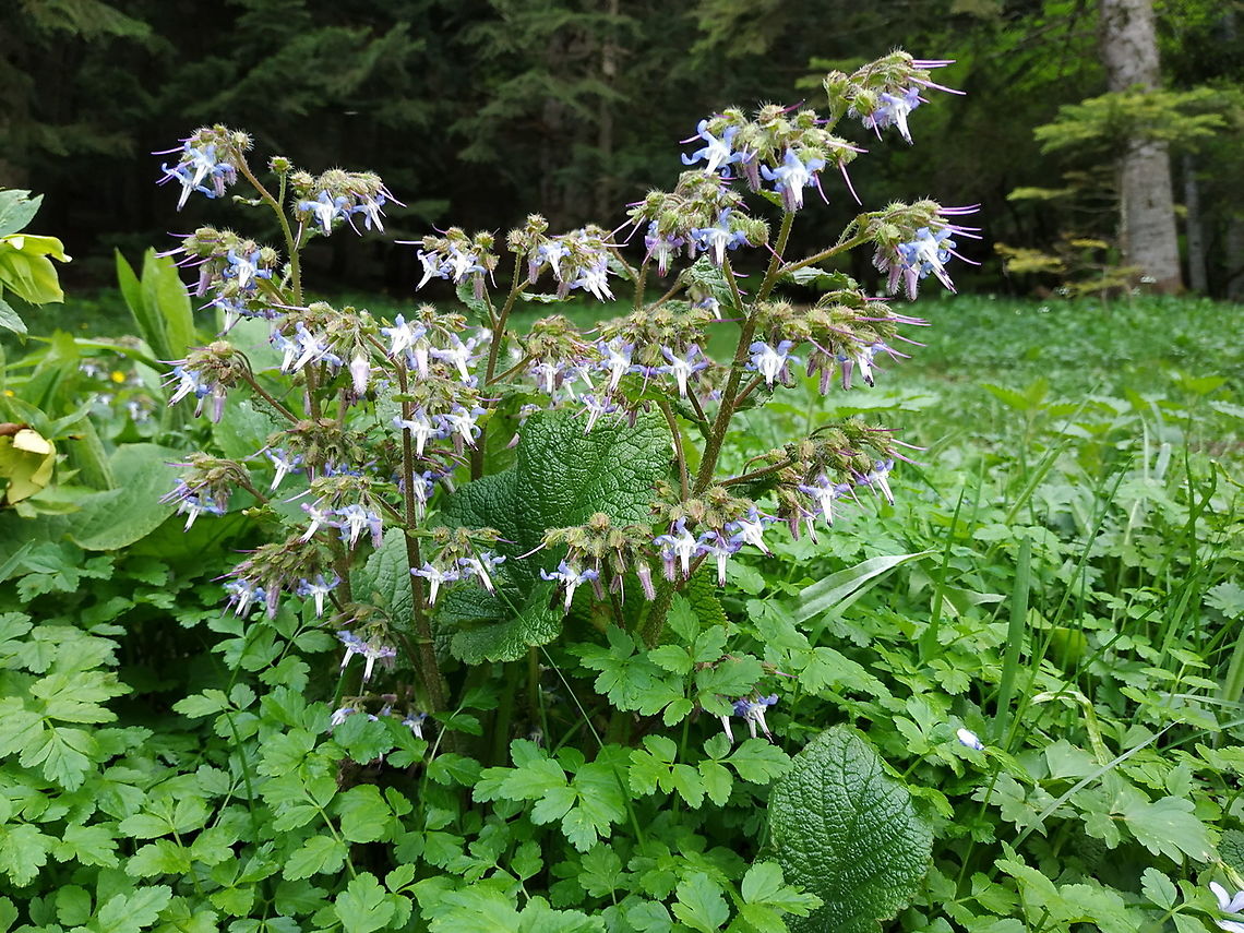 Trachystemon orientalis  Geotagged,Spring,Trachystemon orientalis,Turkey