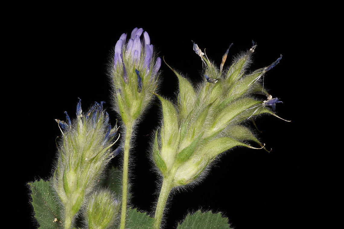 Trigonella coerulescens Turley, Cappadocia, Fairy Chimney Valley Geotagged,Spring,Trigonella coerulescens,Turkey