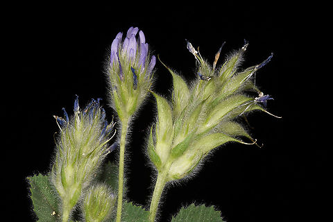 Trigonella coerulescens Turley, Cappadocia, Fairy Chimney Valley Geotagged,Spring,Trigonella coerulescens,Turkey