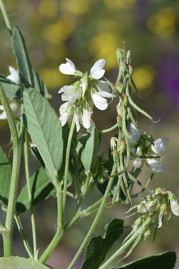 Trigonella kotschyi Turkey, near Kayseri Geotagged,Spring,Trigonella kotschyi,Turkey