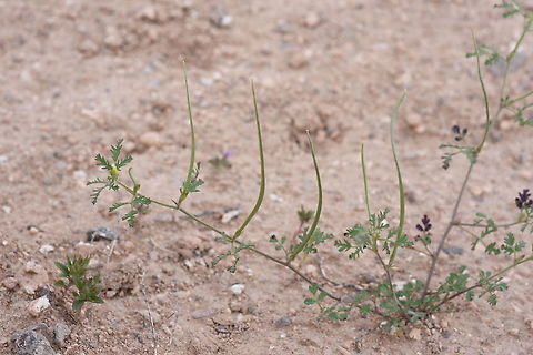 Trigonella monantha Turkey, Cappadocia, Red Canyon Geotagged,Spring,Trigonella monantha,Turkey