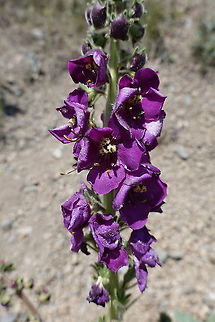 Verbascum wiedemannianum  Geotagged,Spring,Turkey,Verbascum wiedemannianum