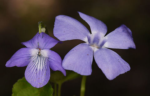 Vinca minor  Geotagged,Lesser periwinkle,Spring,Turkey,Vinca minor