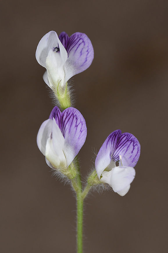 Vicia caesarea Turley, Ca[[adpcoa, Red Canyon Geotagged,Spring,Turkey,Vicia caesarea