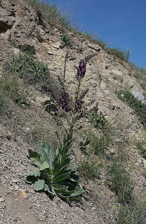 Verbascum wiedemannianum  Geotagged,Spring,Turkey,Verbascum wiedemannianum
