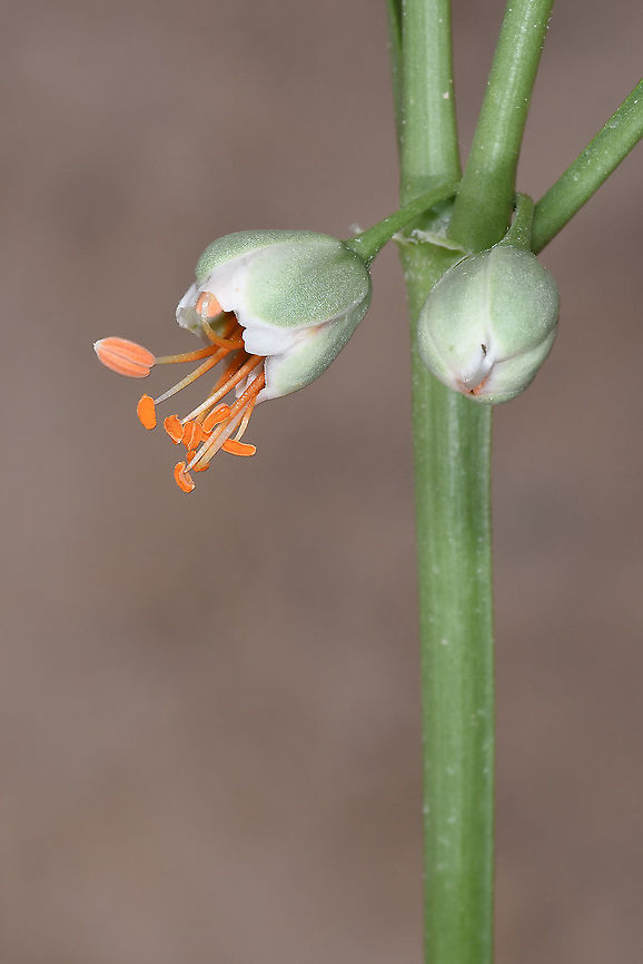 Zygophyllum fabago Turkey, Cappadocia, Red Canyon Geotagged,Spring,Syrian bean-caper,Turkey,Zygophyllum fabago
