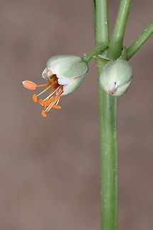 Zygophyllum fabago Turkey, Cappadocia, Red Canyon Geotagged,Spring,Syrian bean-caper,Turkey,Zygophyllum fabago