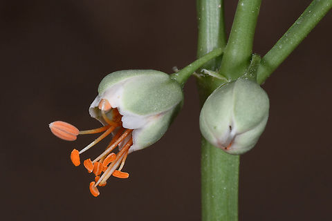Zygophyllum fabago Turkey, Cappadocia, Red Canyon Geotagged,Spring,Syrian bean-caper,Turkey,Zygophyllum fabago