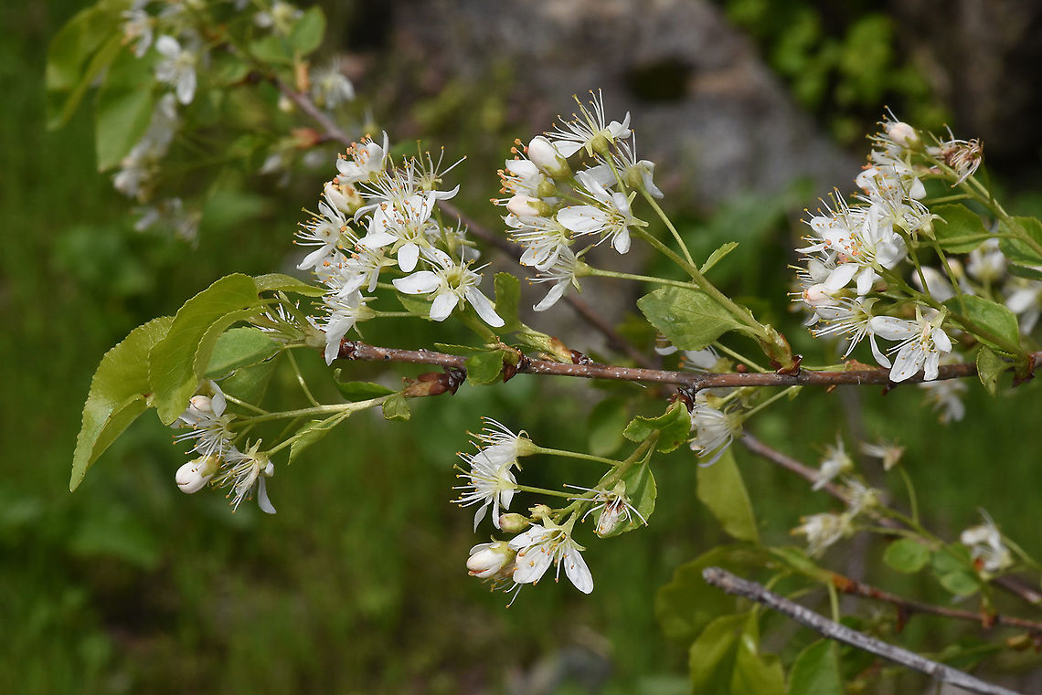 Prunus mahaleb Tajikistan, Anzob Pass Geotagged,Mahaleb cherry,Prunus mahaleb,Spring,Tajikistan