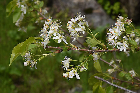 Prunus mahaleb Tajikistan, Anzob Pass Geotagged,Mahaleb cherry,Prunus mahaleb,Spring,Tajikistan
