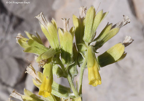 Onosma sericea  Geotagged,Onosma sericea,Summer