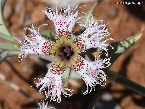 Dianthus libanotis  Dianthus libanotis,Geotagged,Mount Libanus Pink,Summer