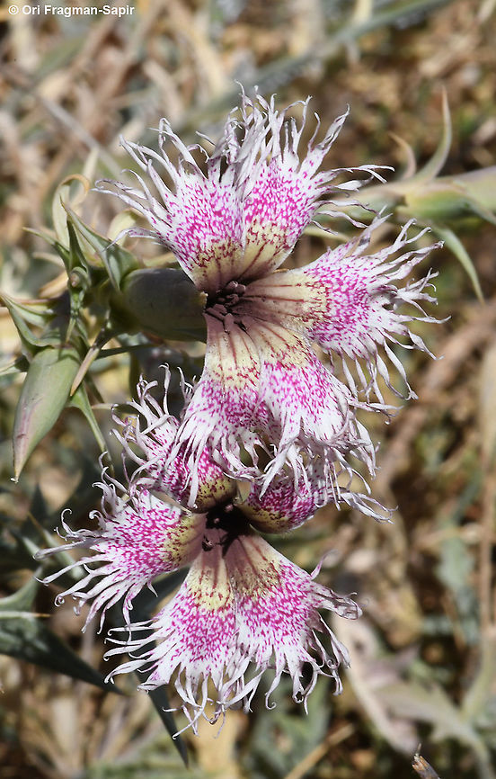 Dianthus libanotis  Dianthus libanotis,Mount Libanus Pink