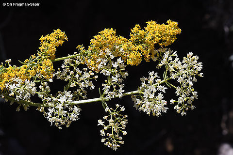 Galium verum and Galium libanoticum (white)  Galium verum,Geotagged,Lady's bedstraw,Summer