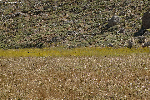 Galium verum  Galium verum,Geotagged,Lady's bedstraw,Summer