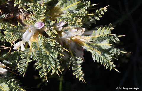 Astragalus echinus  Astragalus echinus,Geotagged,Summer
