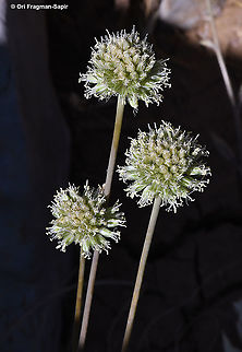 Allium pseudocalyptratum  Allium pseudocalyptratum,Geotagged,Summer