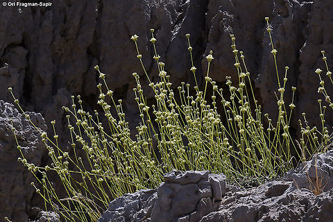 Sideritis libanotica  Geotagged,Sideritis libanotica,Summer