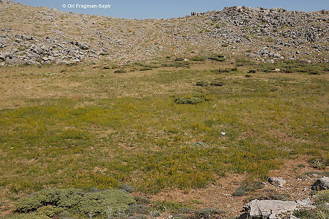 Galium verum  Galium verum,Geotagged,Lady's bedstraw,Summer