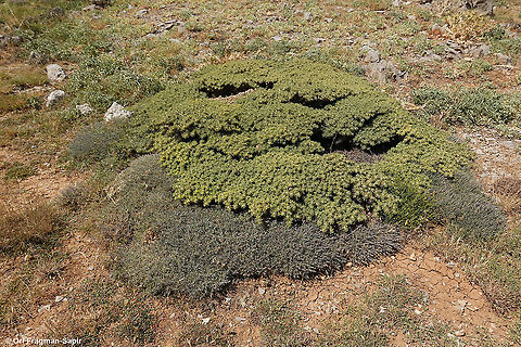 Astragalus echinus on Noaea mucronata ssp humilis  Astragalus echinus,Geotagged,Summer