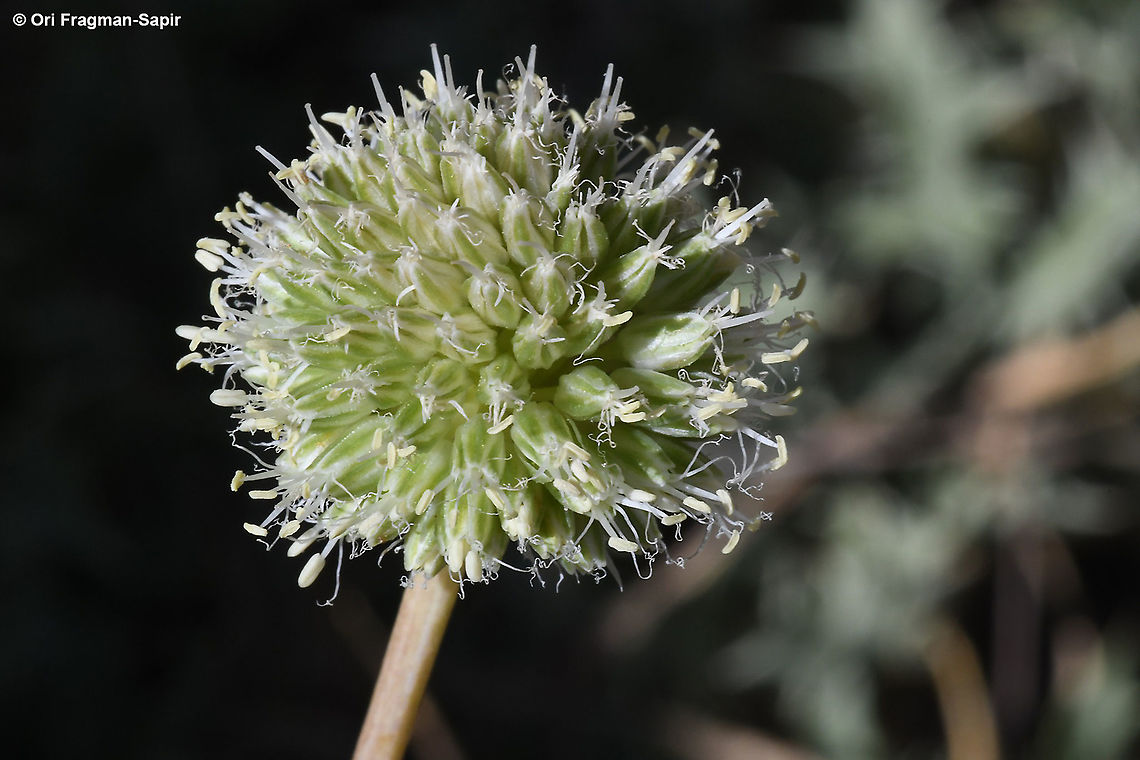 Allium pseudocalyptratum  Allium pseudocalyptratum,Geotagged,Summer