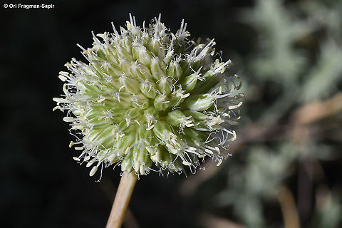 Allium pseudocalyptratum  Allium pseudocalyptratum,Geotagged,Summer