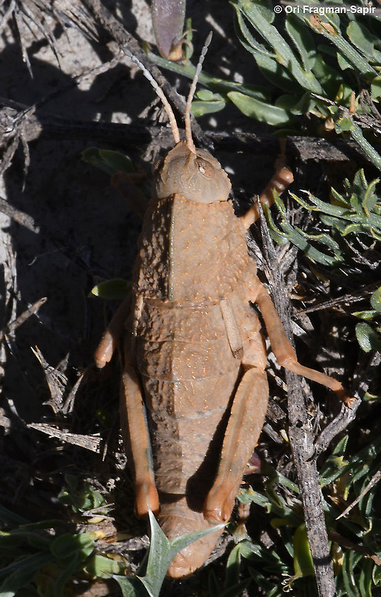 Ocneropsis bethlehemita  Geotagged,Ocneropsis bethlehemita,Summer