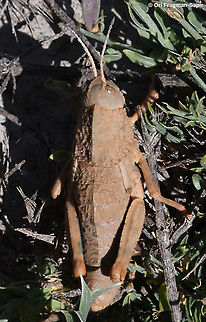 Ocneropsis bethlehemita  Geotagged,Ocneropsis bethlehemita,Summer